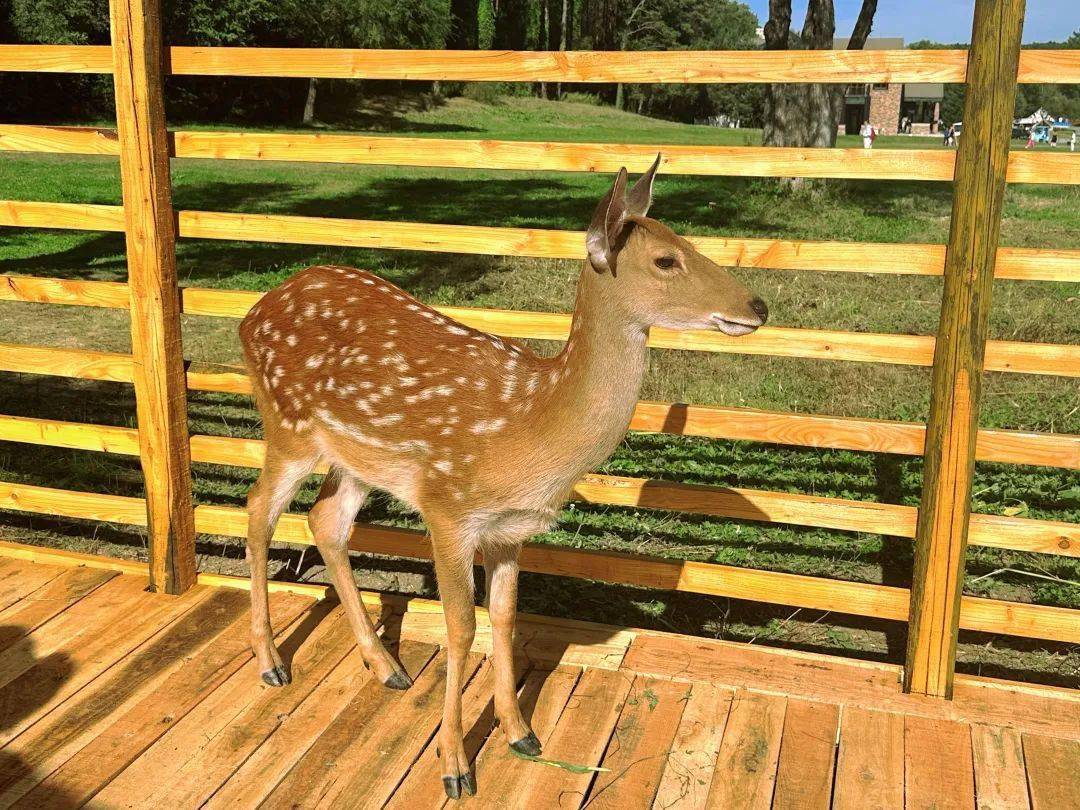 长春知名景区上新_时间_瓦萨_欢乐谷