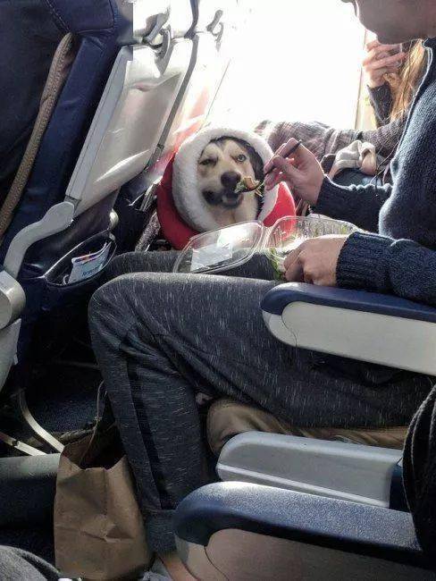 坐飞机正无聊着…旁边突然伸过来一个狗头