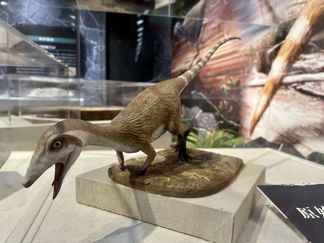 时代:早白垩世类别:爬行纲 蜥臀目原始中华龙鸟产地:辽宁省建昌县时代