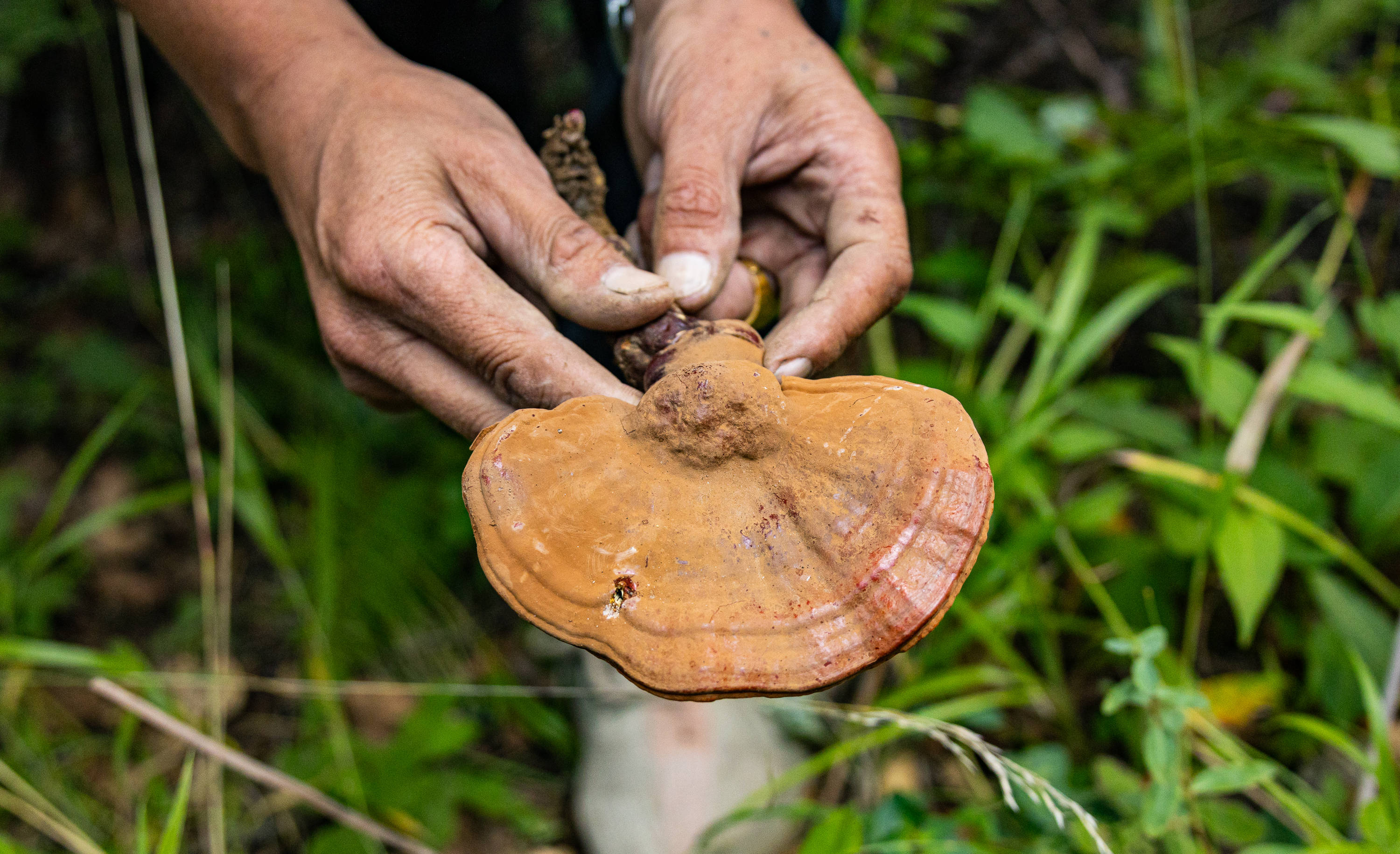 西藏林芝:林下灵芝种植推动乡村生态经济发展_欧村_拉巴顿珠_村民