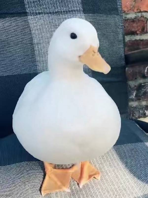 宠物鸭被捡走,再见时已成盘中餐……男子烹食他人柯尔鸭赔付8000元