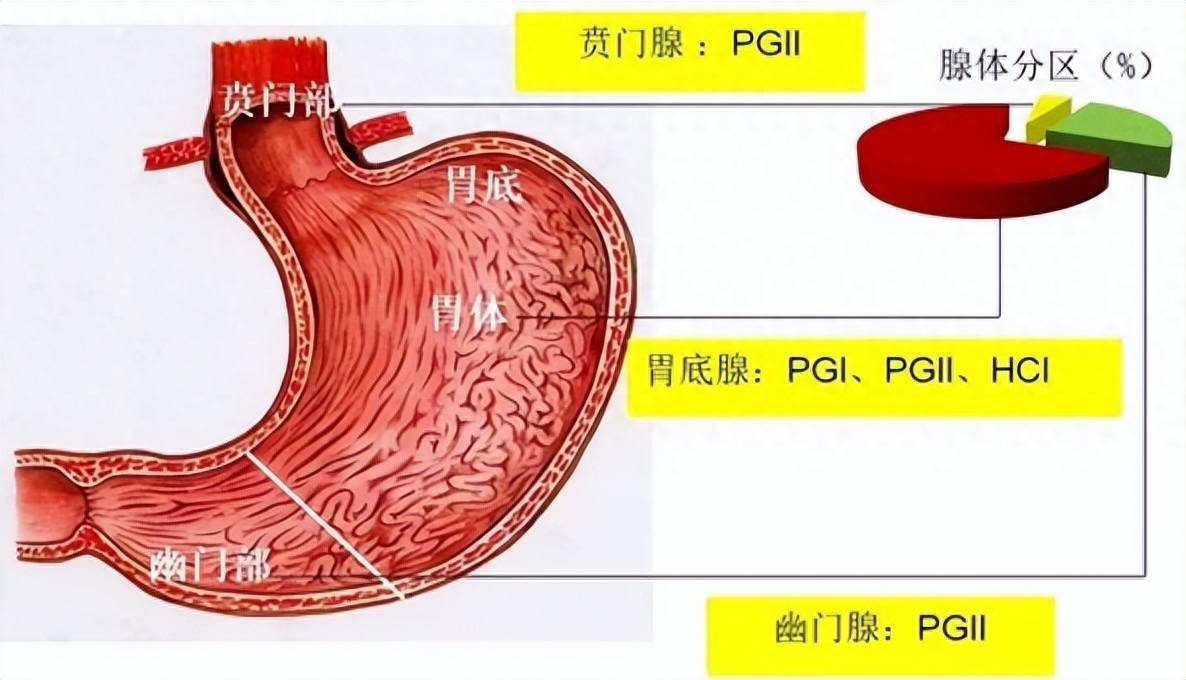 幽门在哪儿图片