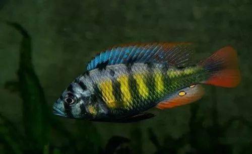 african great rift valley)的南端,面积30800平方公里,整个湖面呈