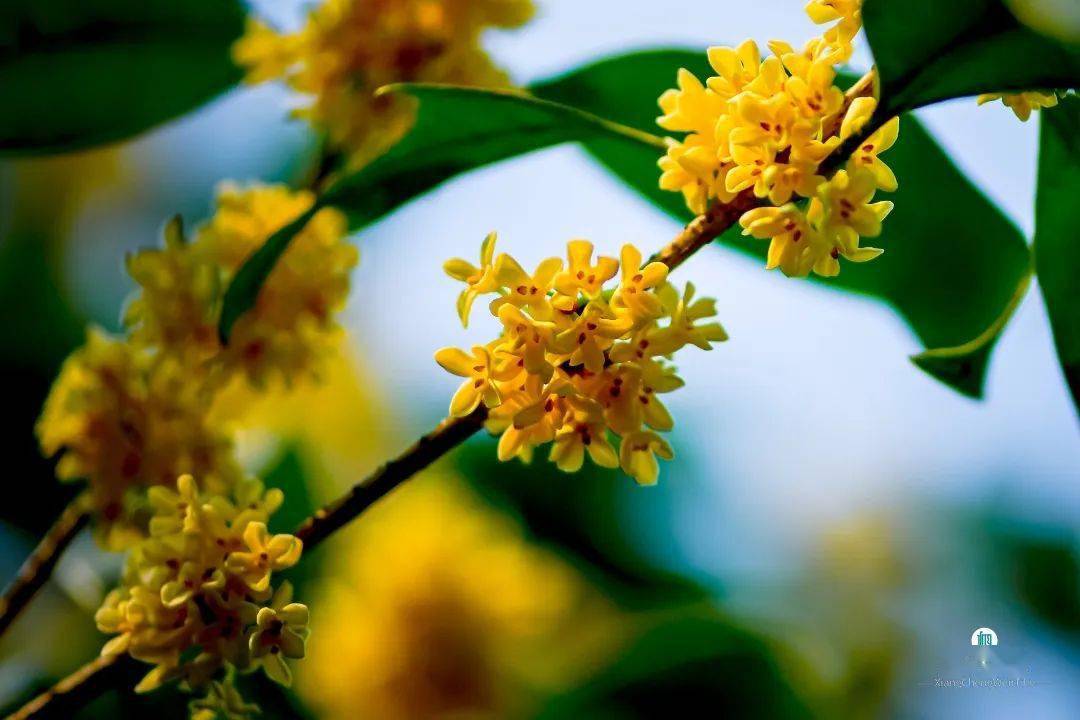 桂花_苏州_冯梦龙