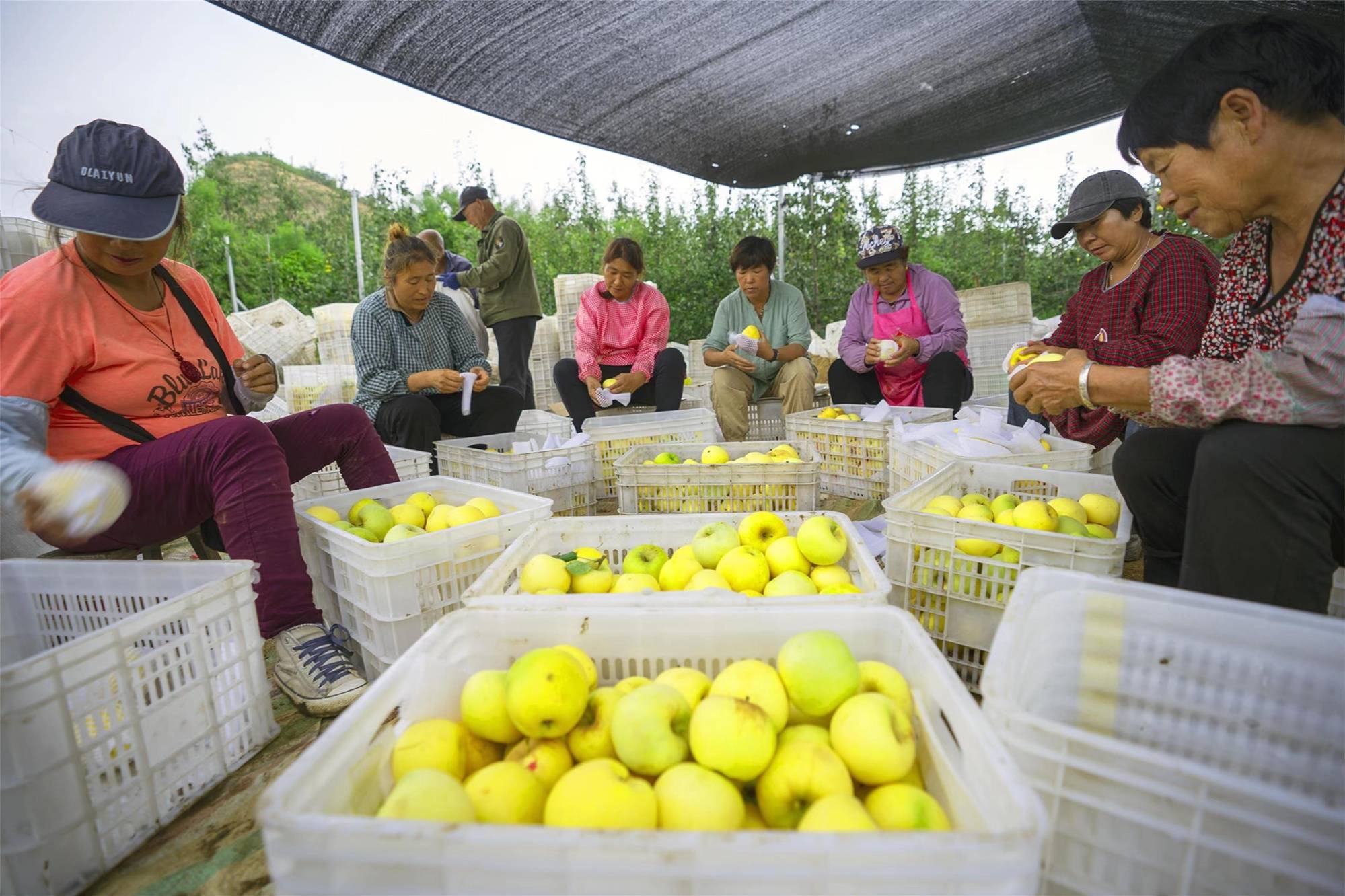 河北阜平:林果飘香产业兴_村民_苹果_果园