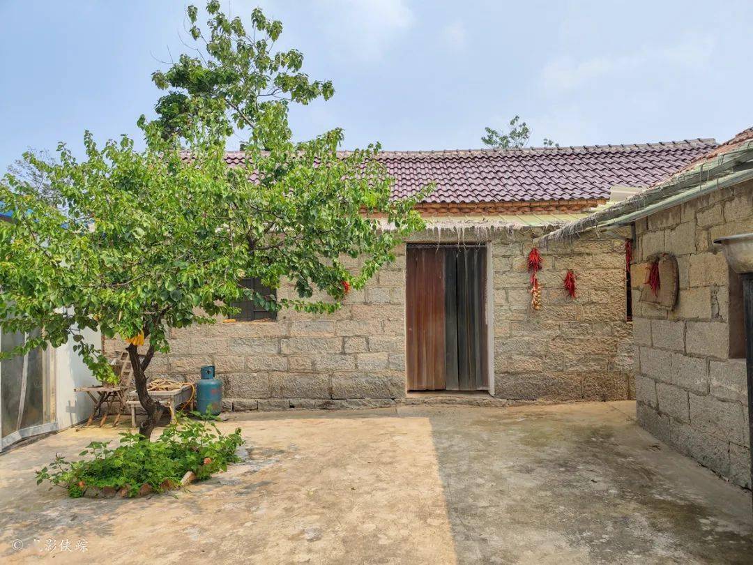 房子,基本上都是石墙瓦屋:景区内的花草树木:梧桐村景区台阶路:皖北