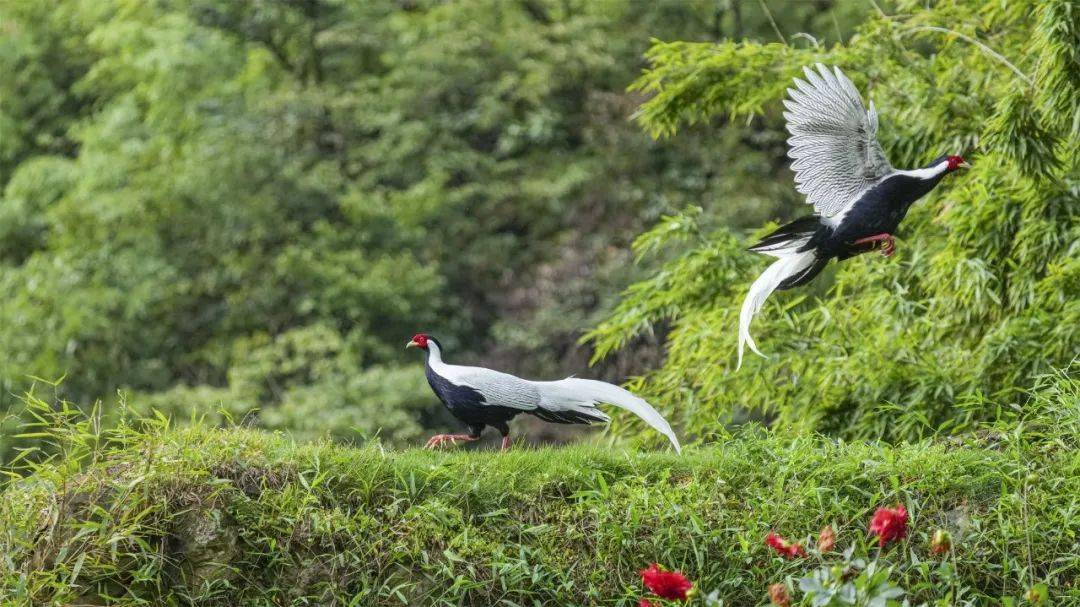【今日分享】罕见!五指山首次拍到极度濒危物种四川山鹧鸪_保护_动植