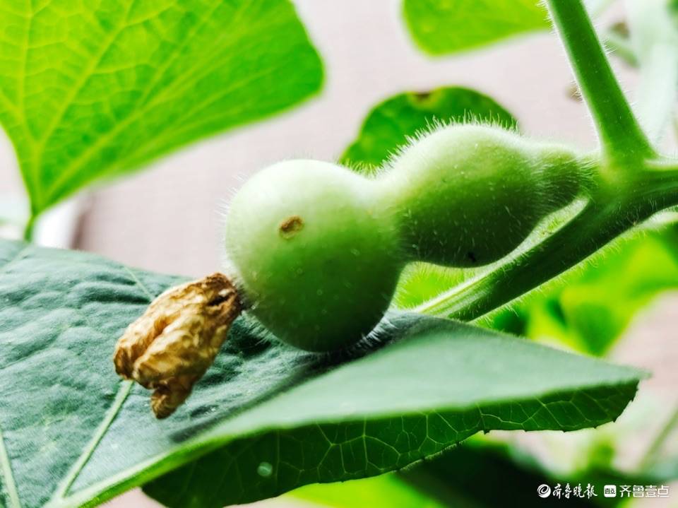 形状可爱的亚葫芦,毛茸茸惹人爱