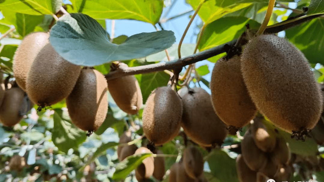 【武功猕猴桃】武功:河东村的新鲜事_种植_李阳科_品牌