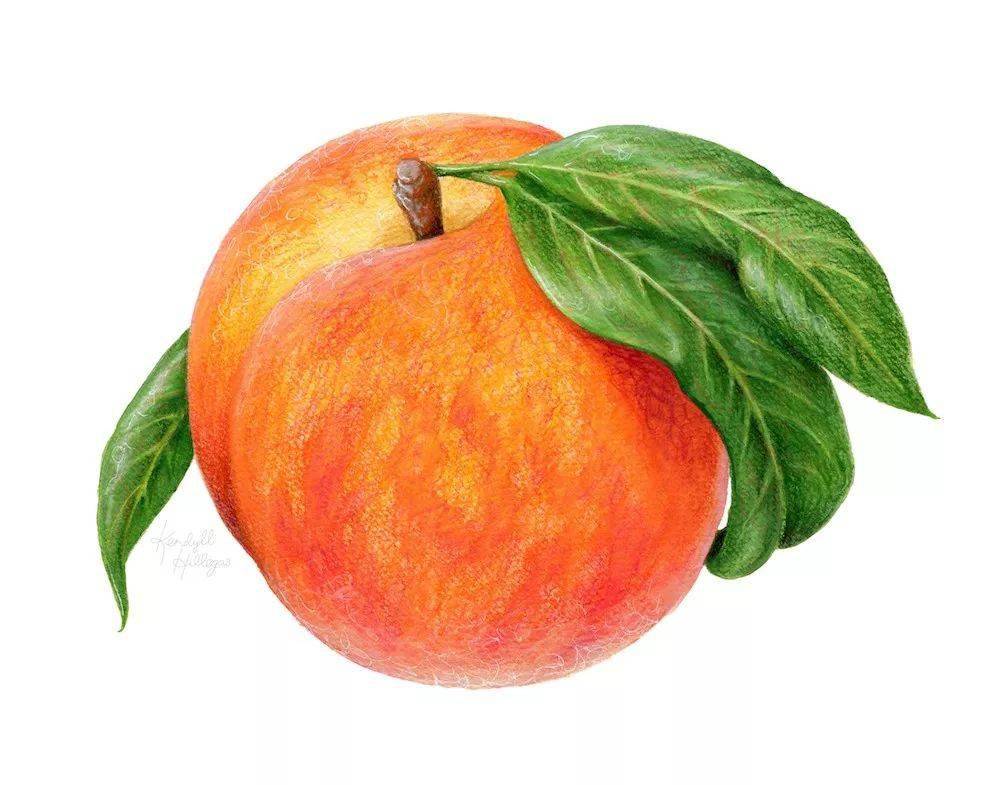 【彩铅教程】彩铅手绘草莓,零基础看过来!_颜色_部分_中心