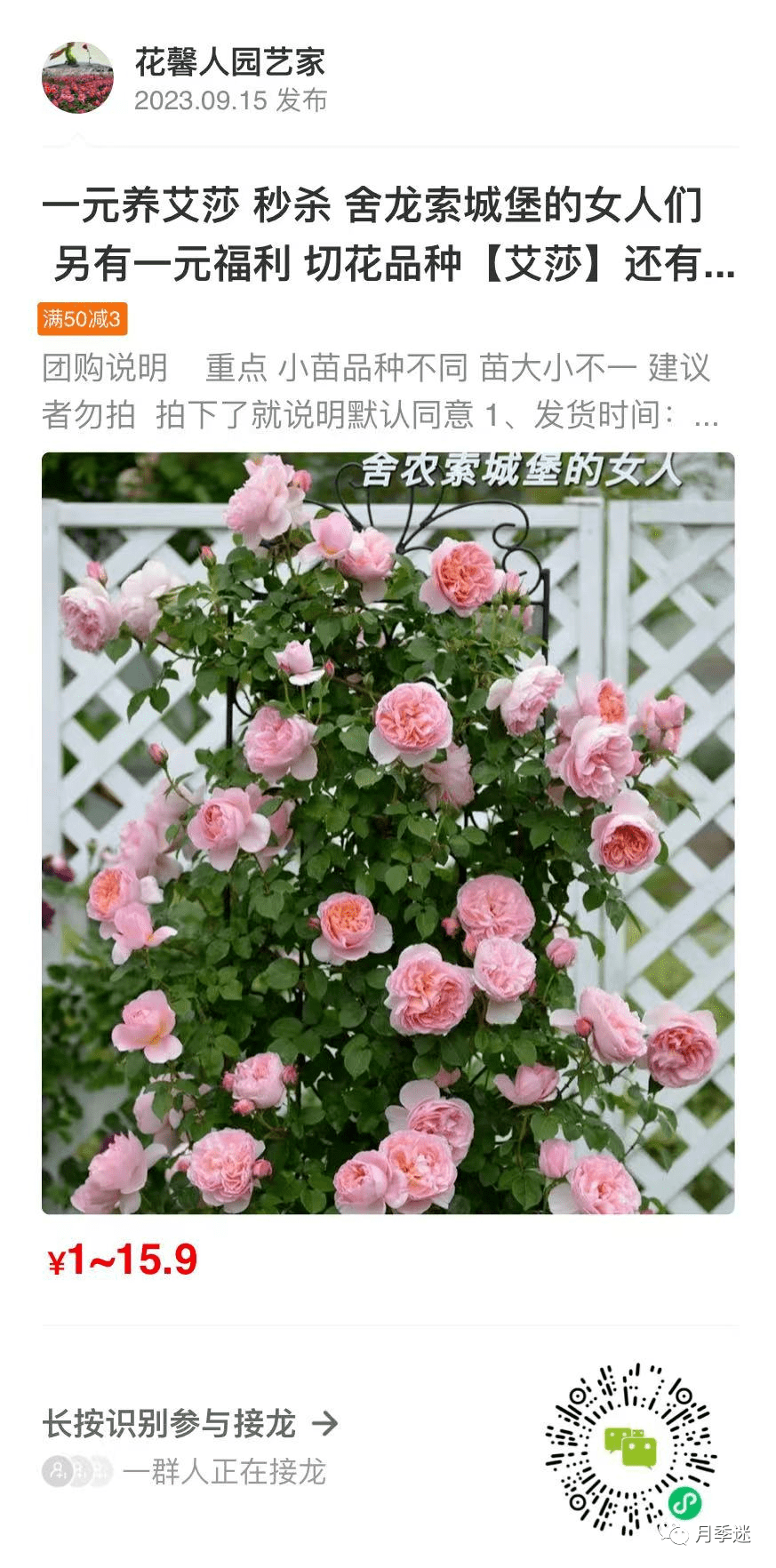 切花薔薇開花株苗-