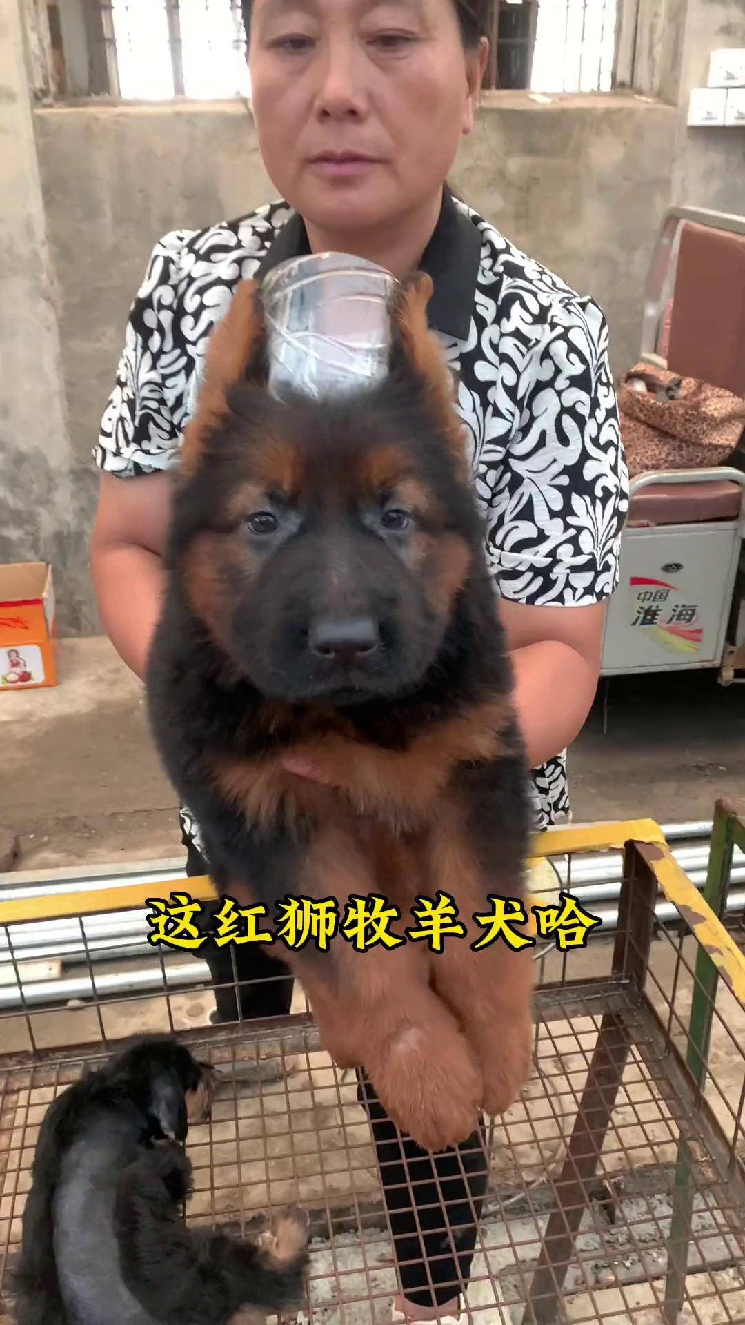 红狮牧羊犬和德牧杂交图片