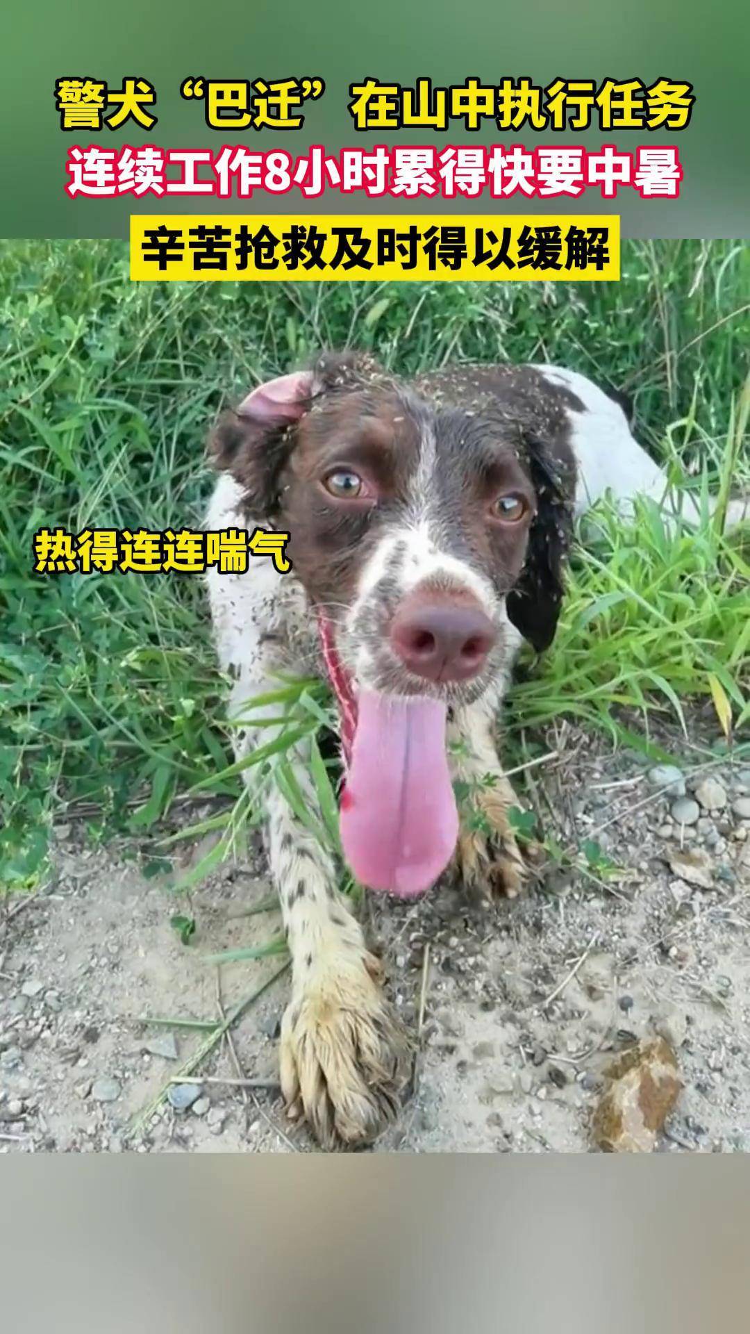 淅川的三条腿警犬图片