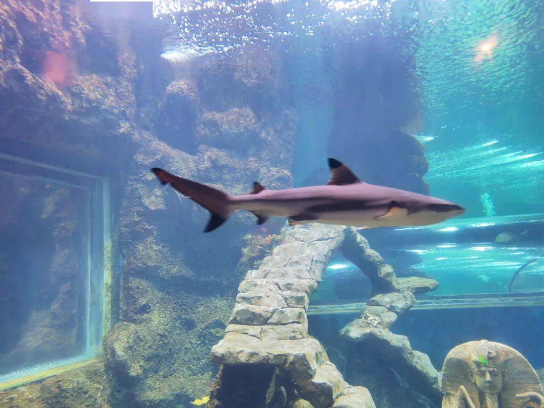 鲨鱼是脊索动物门软骨鱼纲动物的统称类,世界上有520多种鲨鱼,其中