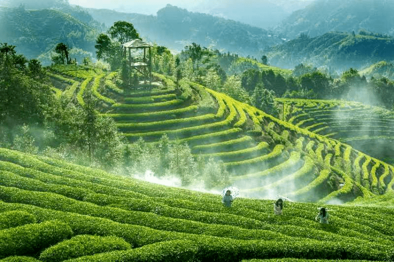 云腾雾绕茶山美,一盏香茗飘京城——北京鸟巢·福建周宁高山云雾茶