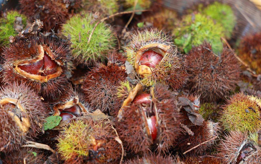 板栗"开口笑",河源东源探索"乡贤 板栗"模式,激活共富新路径_种植