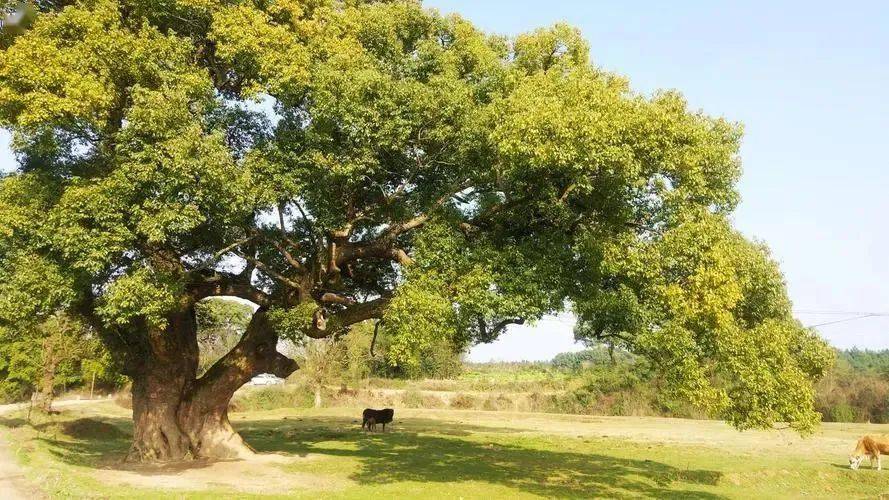 散文||愿做一颗树_大树_樟树_衢州