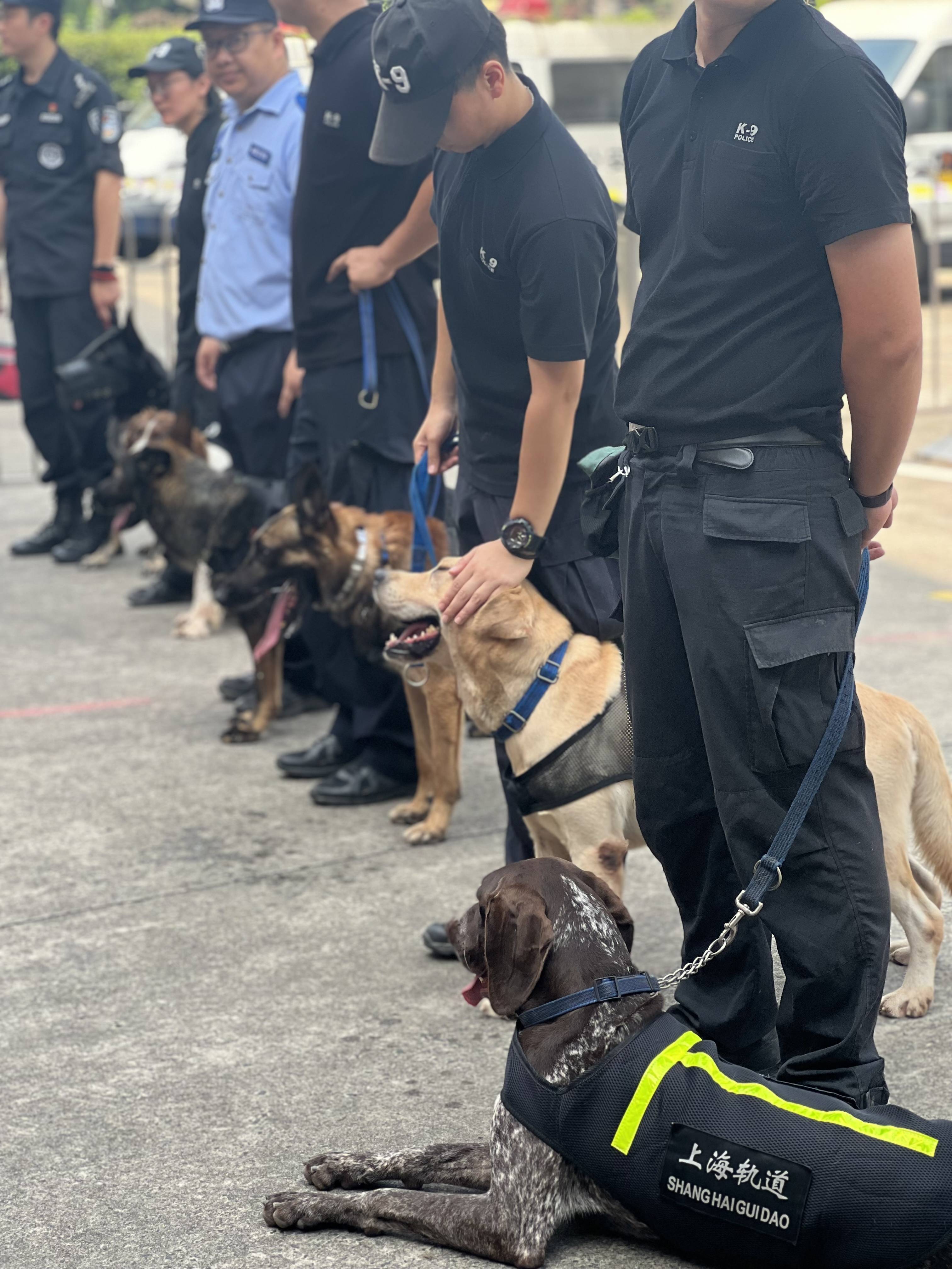 上海警犬争霸赛冠军来了,5岁半的"t爆"将第三次守护进博会