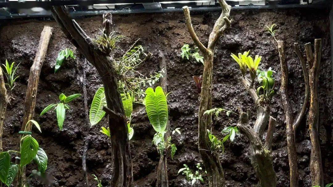 一起做雨林缸,当代大学生的幸福生活_joe_植物_造景