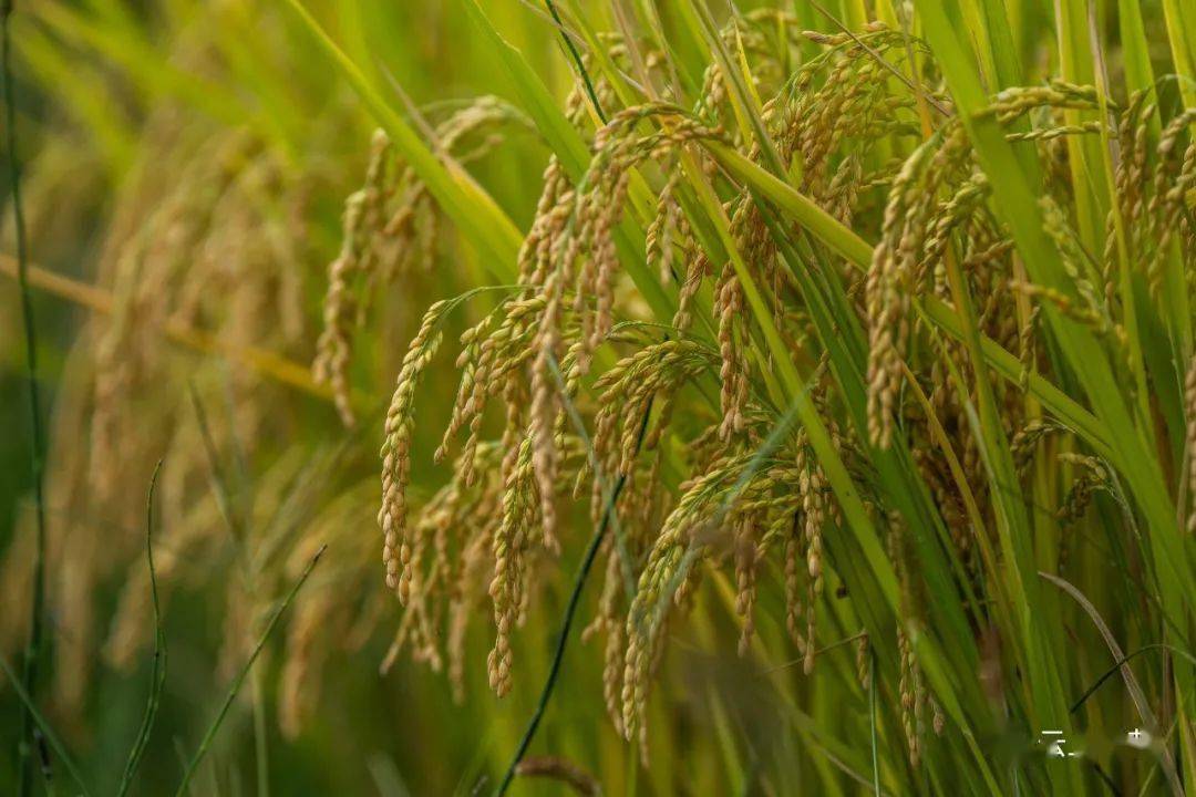 听说!毕节人最近都爱去这里_稻田_稻子_小屯乡