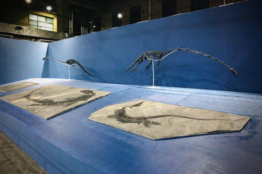 展览| 龙跃黔海——贵州三叠纪的海洋世界_鱼龙_生命_过程