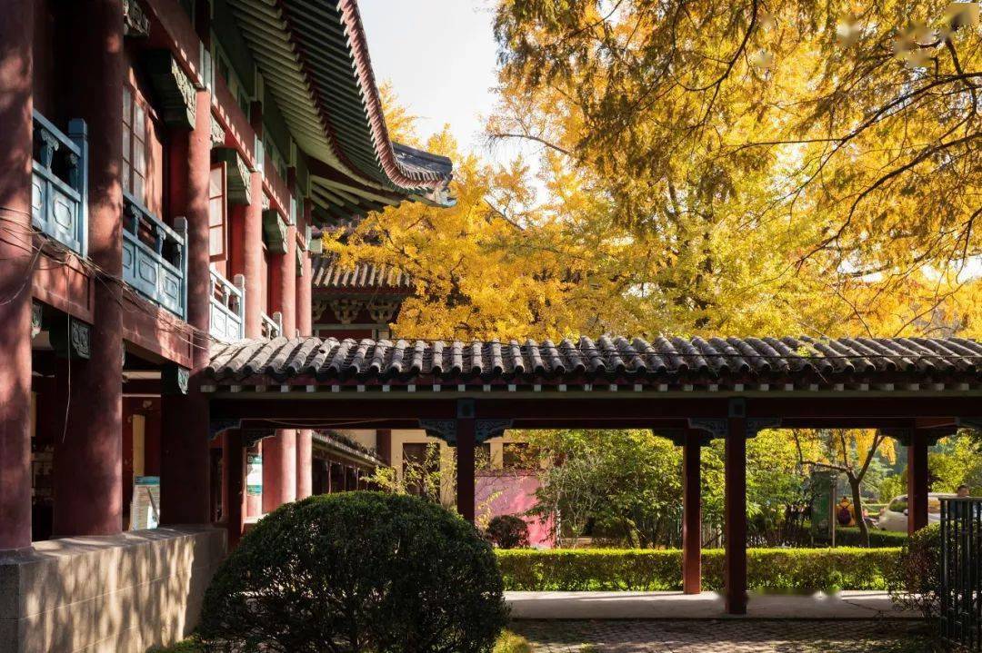 一到秋天,南京就美成了金陵!_地址_民国_梧桐
