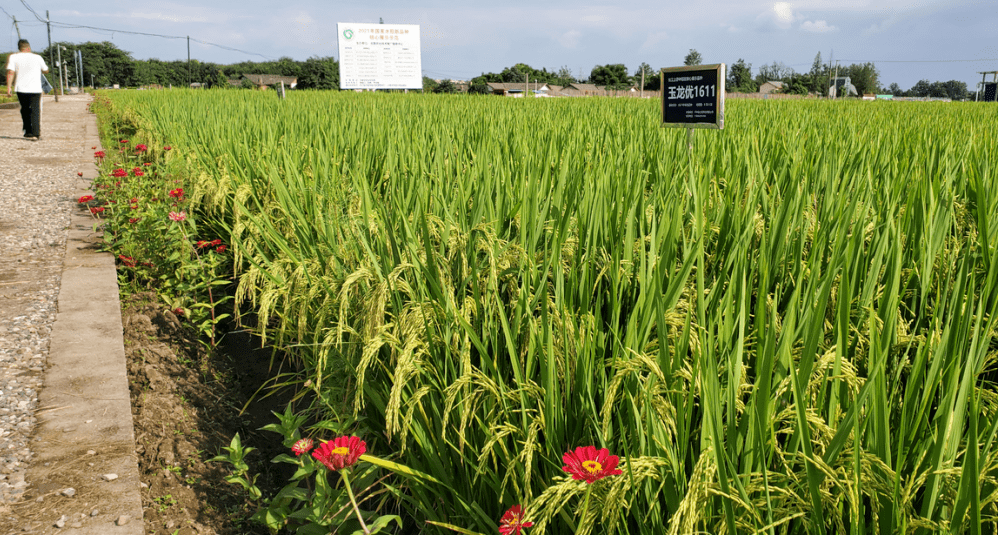 北稻8水稻品种简介图片