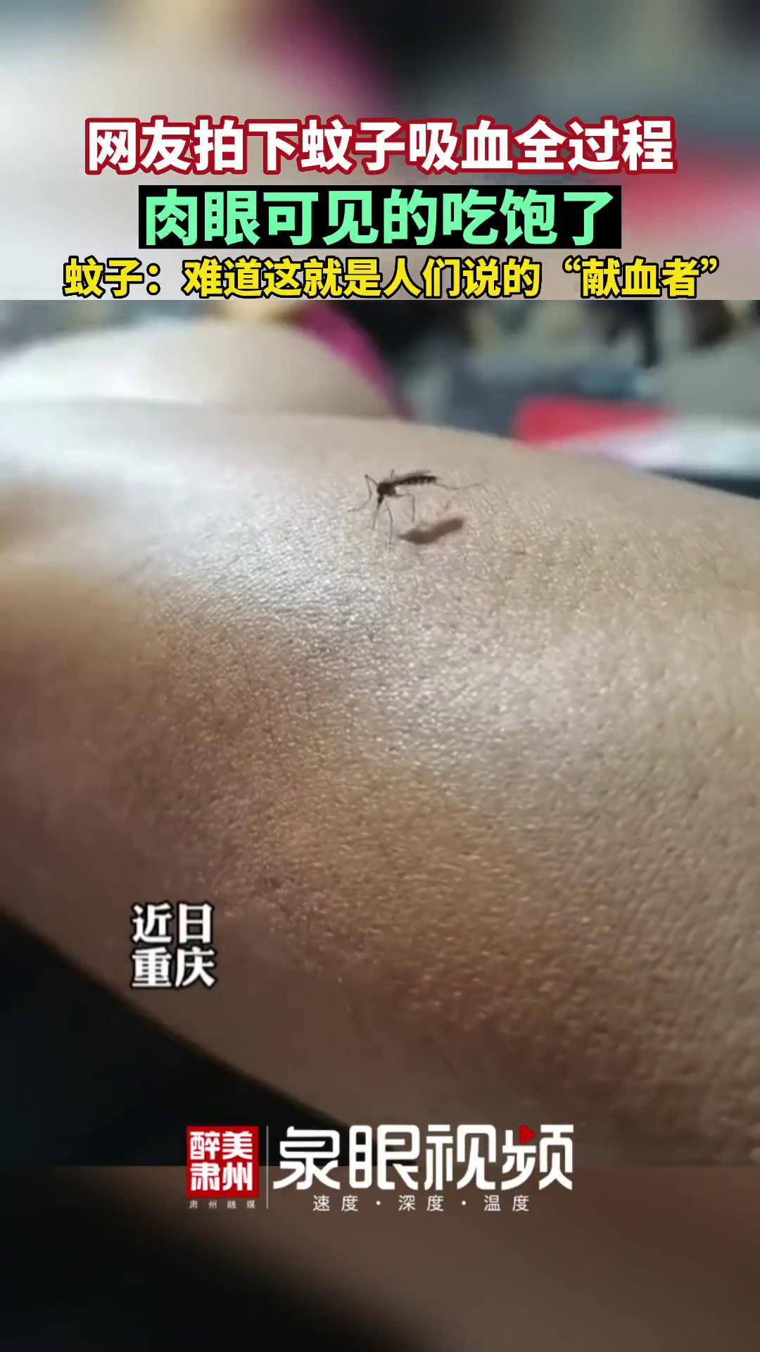 网友拍下蚊子吸血全过程蚊子 人类迷惑行为 醉美肃州 l