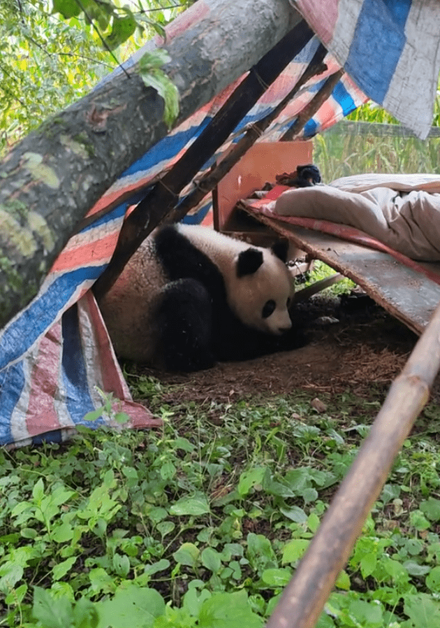 熊猫跑图片