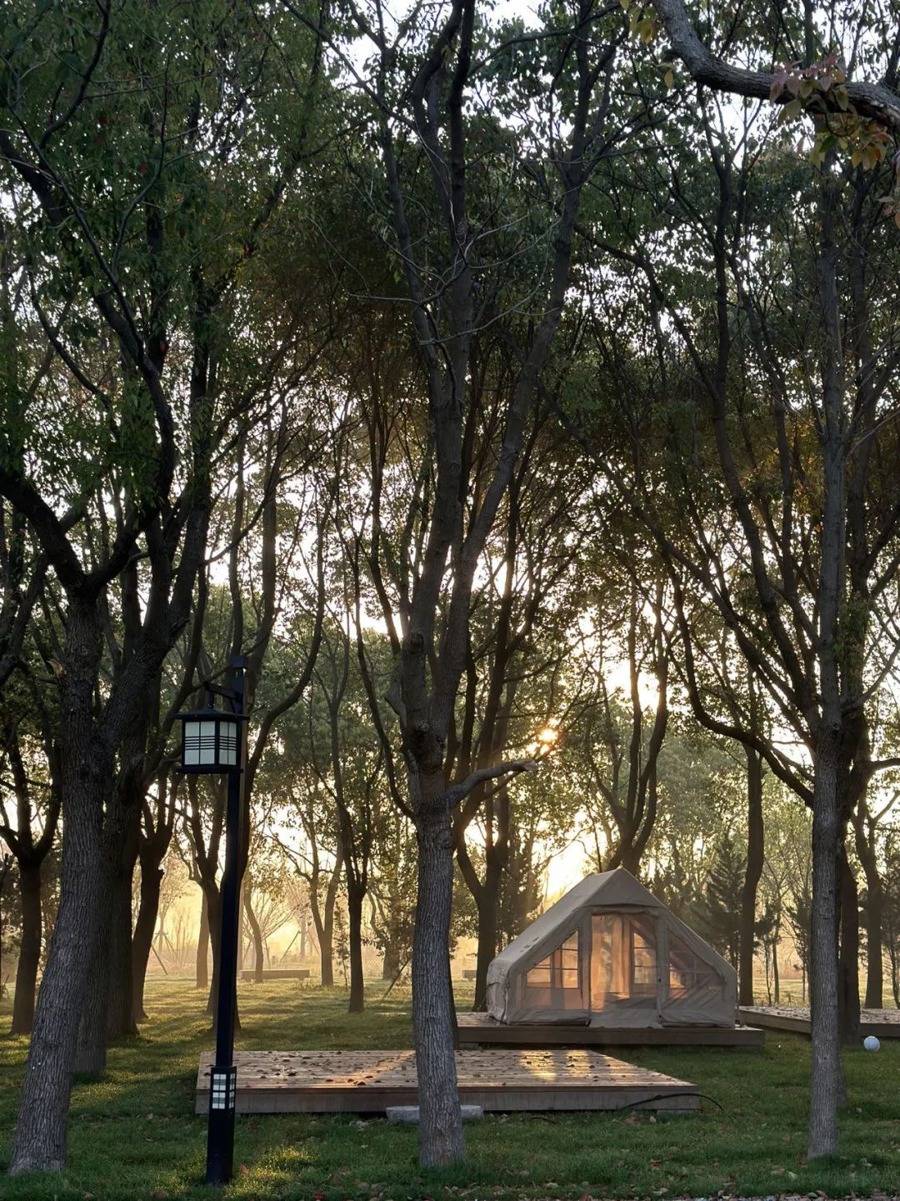 来奉贤这个郊野公园看超大规模主题彩稻画_庄行_生态_桃花