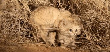 沙漠猫，是唯一一种只生活在沙漠中的猫