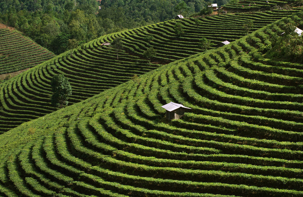 组图:全球首个茶主题世界文化遗产——景迈山古茶林