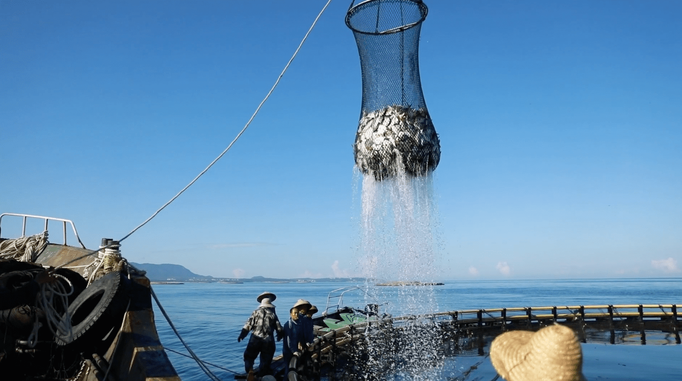 云遇丰收节·和美乡村庆丰收丨 "海上牧场"捕捞忙_索迪_网箱_鲳鱼