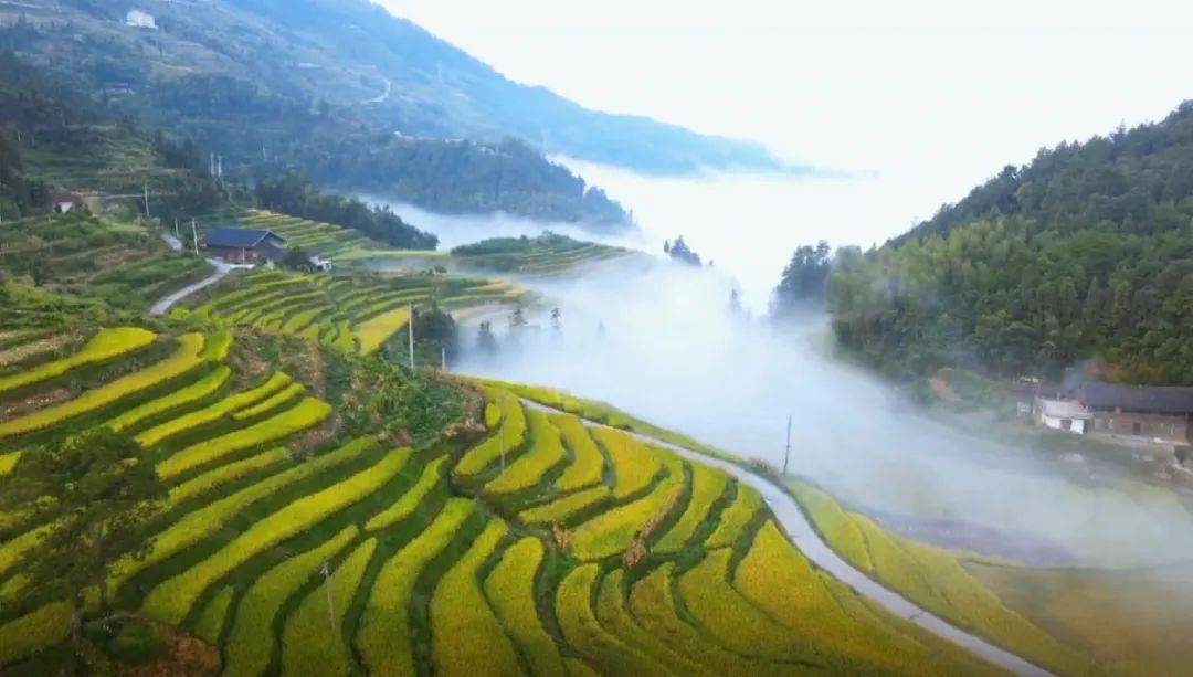 溆浦地|【溆浦好"丰"景⑤】葛竹坪镇:稻浪梯田层层叠叠 云雾缭绕
