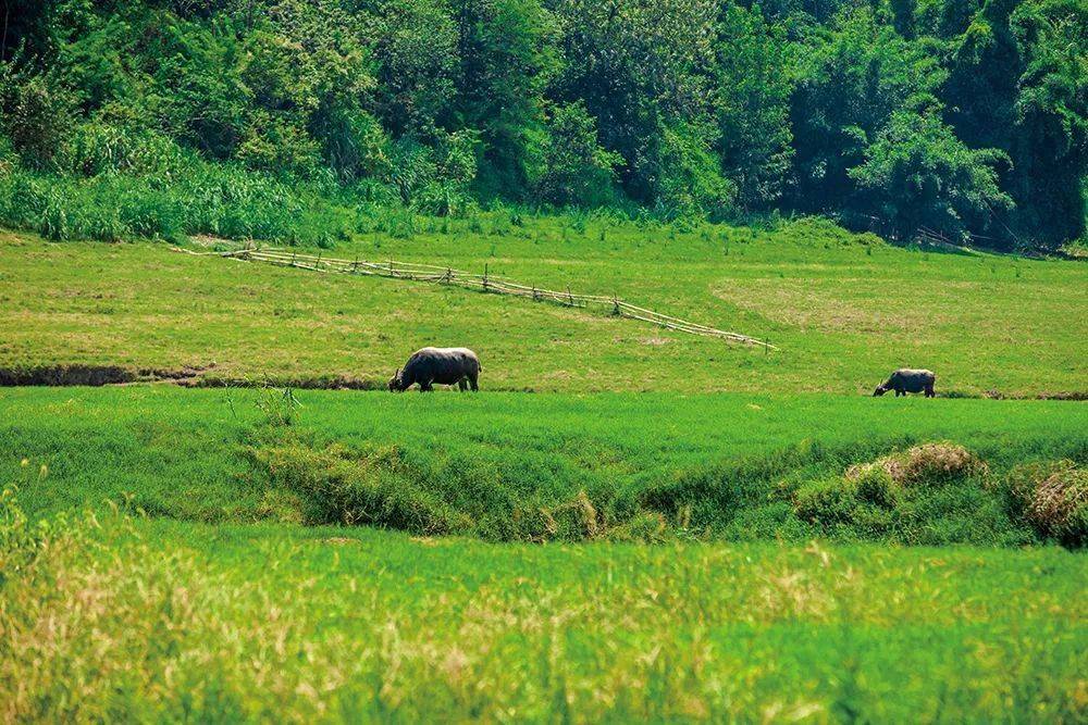 重庆也有"呼伦贝尔"大草原?打卡《风犬少年》拍摄地_南坪_摩托艇_飞行