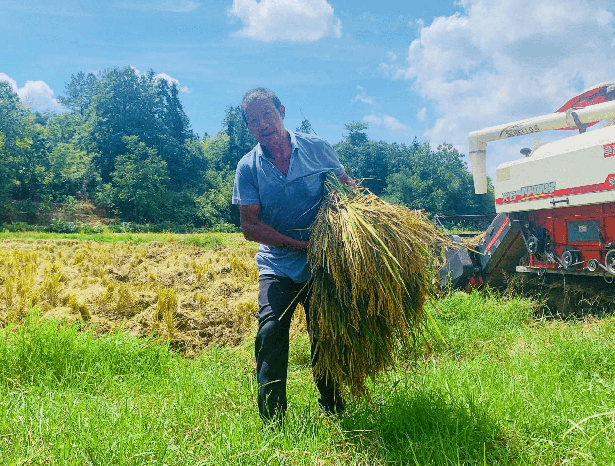 邵阳双清:秋来稻谷黄 农民收割忙_邹小艳_曾玉_水稻