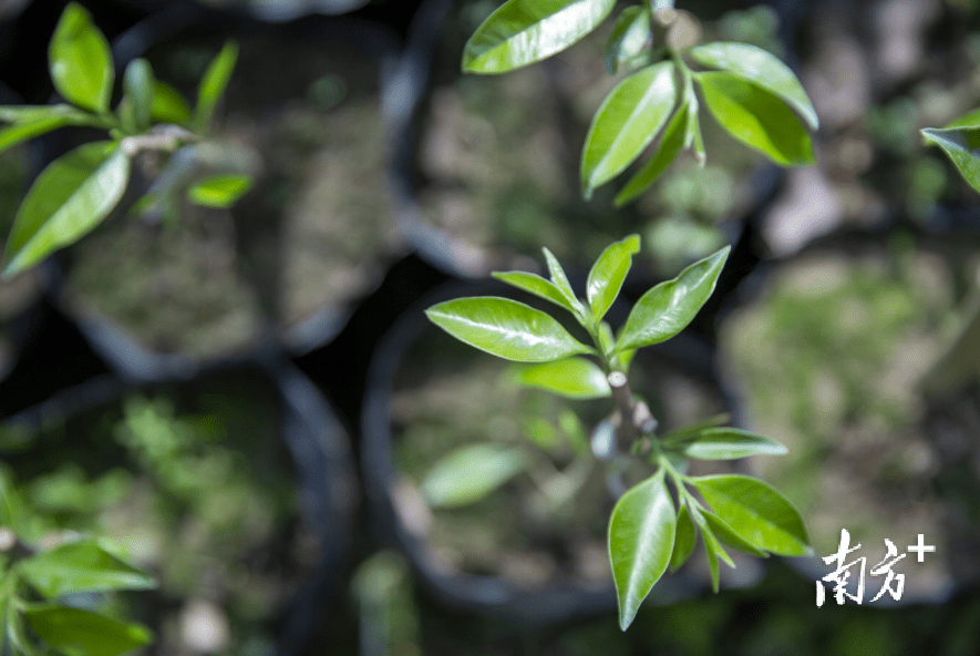 电白:把沉香树种成"发财树"绿美茂名 林果飘香"特别报道_种植_发展