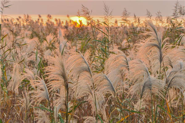夜读 | 谈瀛洲:一张荻花的照片_白居易_太湖_芦花