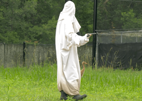 日本人伪装成鸟人和鸟交朋友,结果惨遭丑拒_鸽子_研究_人类