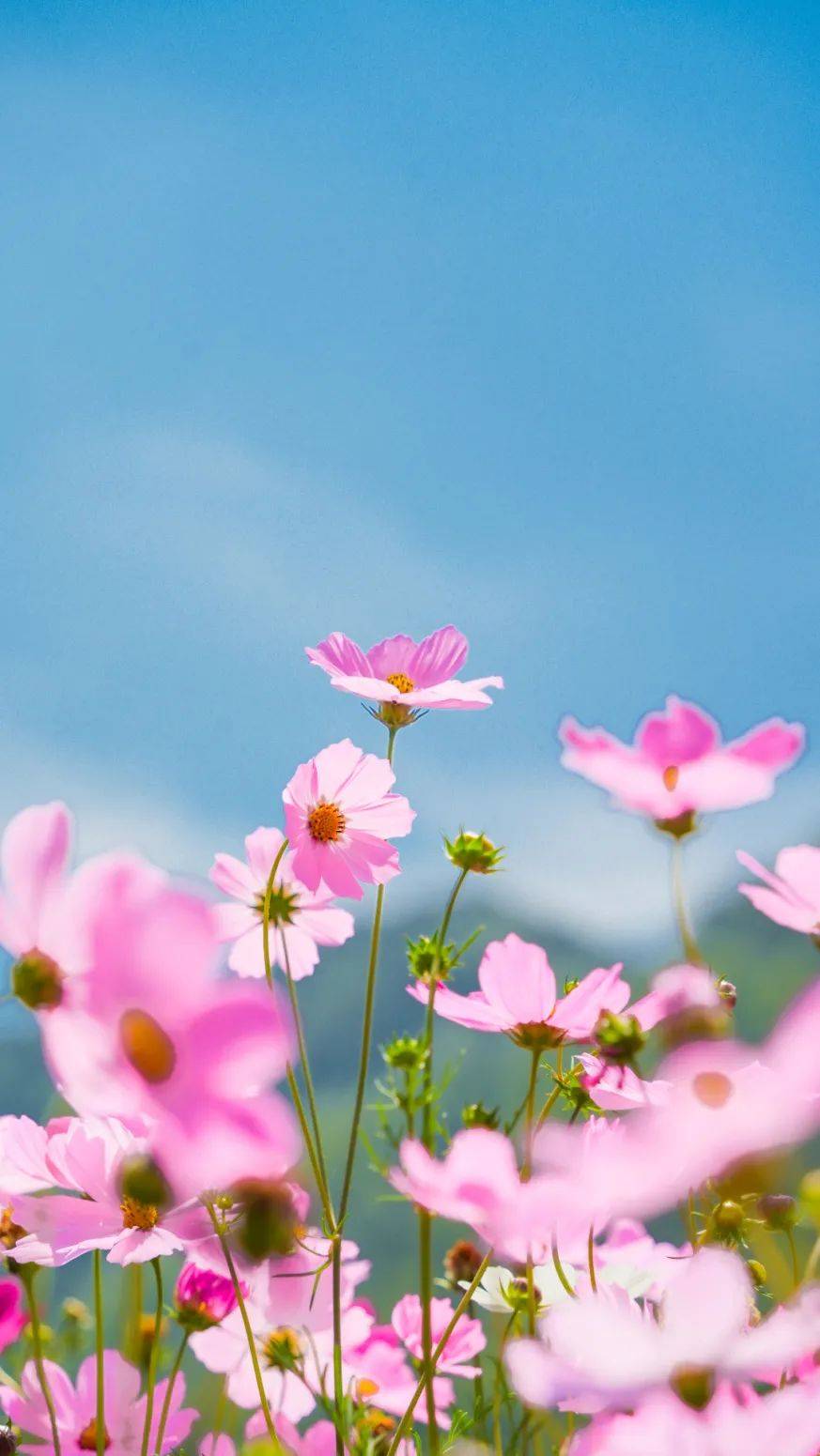 01 格桑花神遇花仙花朵随风舞动,花香芬芳四溢花海惊现"格桑花神"接福