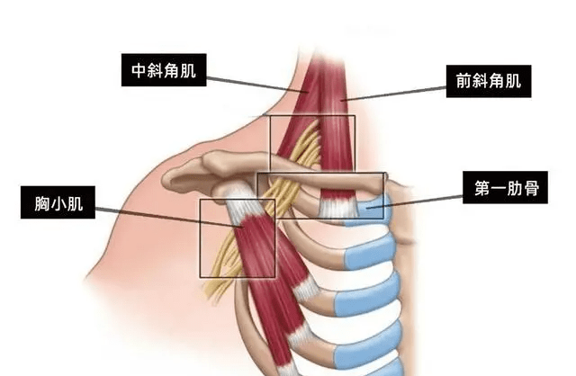 胸小肌起止点图片