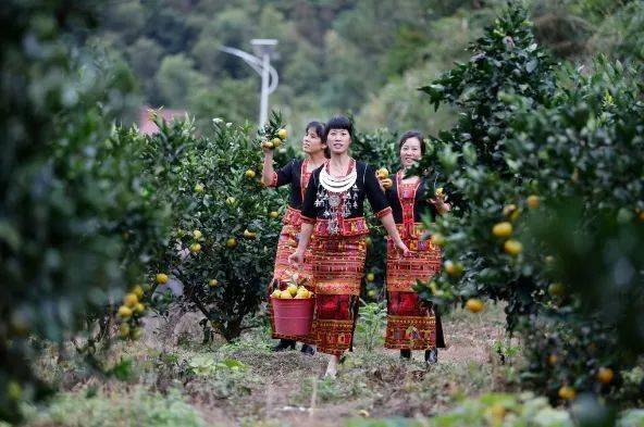 莲花县红色名村棋盘山:旧貌换新颜 引得游客来_教育_建设村_江西