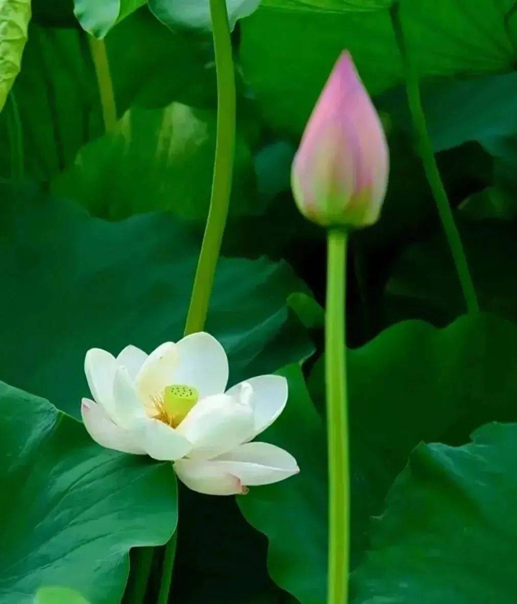 每日一悟:平常心!_人生_心情_一生