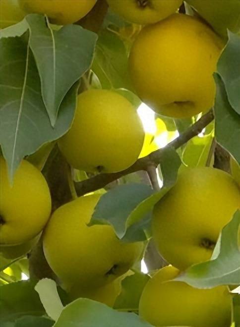 直播预告||9月26日 跟我去兴隆 尝尝香水梨_靖远_兴隆乡_活动