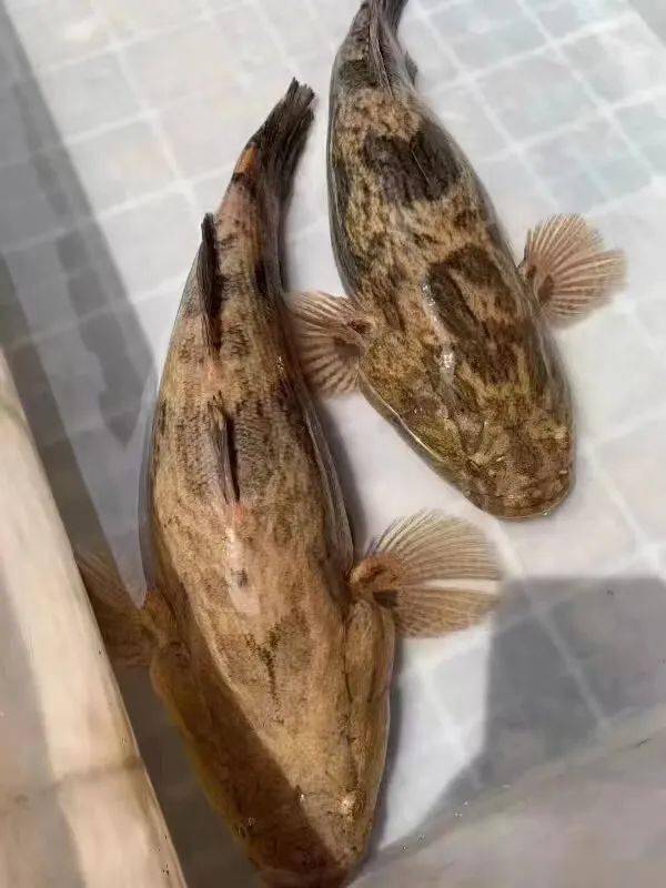 竹壳乌鱼市场价图片