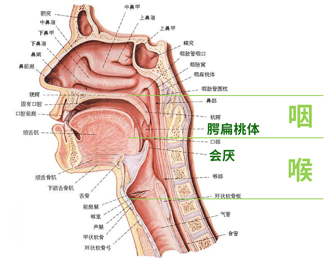 人喉咙结构图图片
