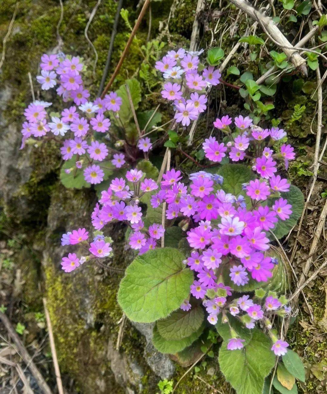 农村开紫色花的野草图片