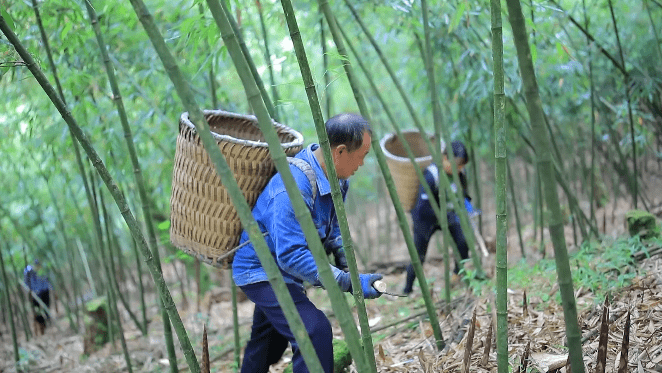 狮溪镇箐坝村的方竹林里一大早跟着小布去现场看一下乘坐山地单轨运