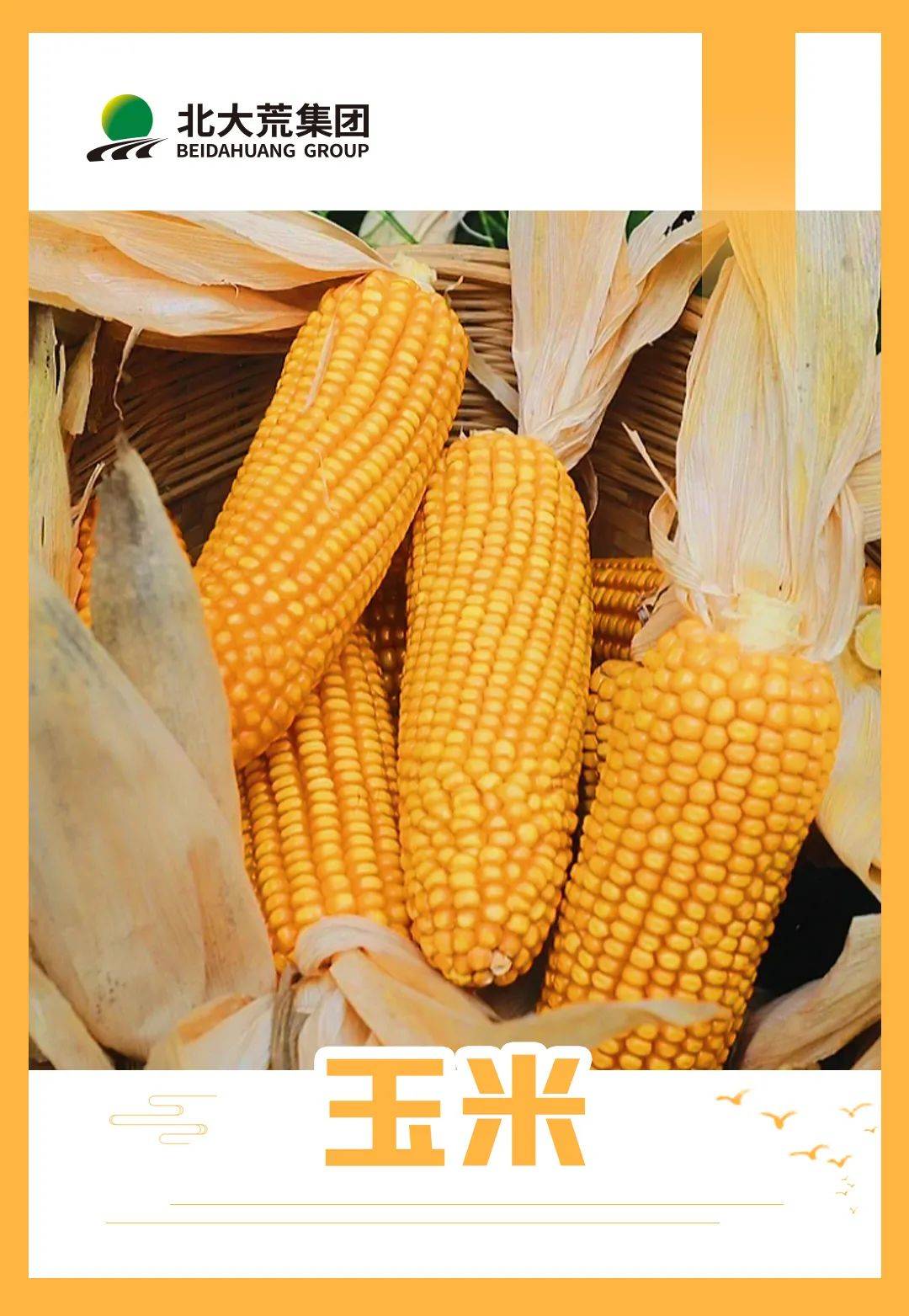 迪卡1998玉米种图片