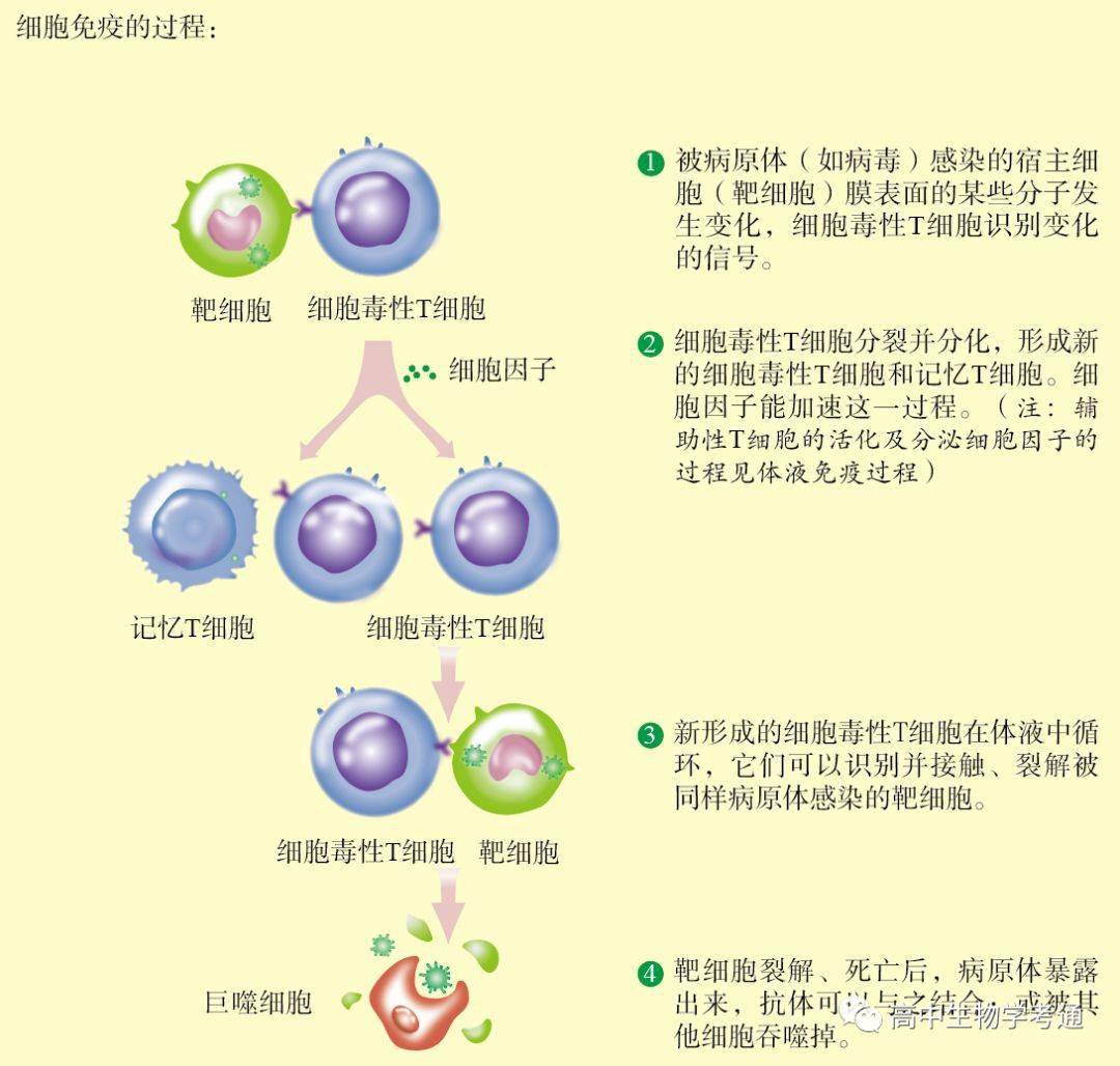 生物 图解体液免疫和细胞免疫的过程